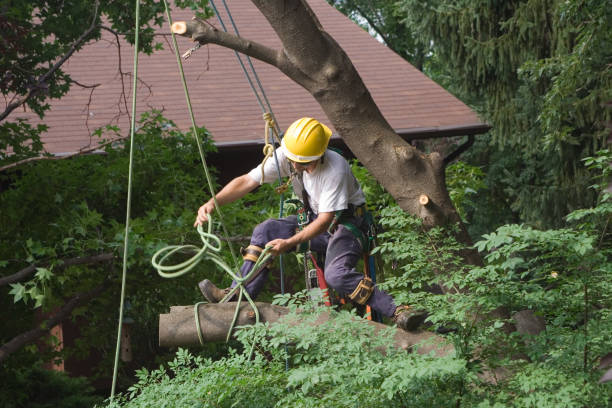 Tree Services